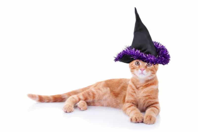 Cat in witches hat